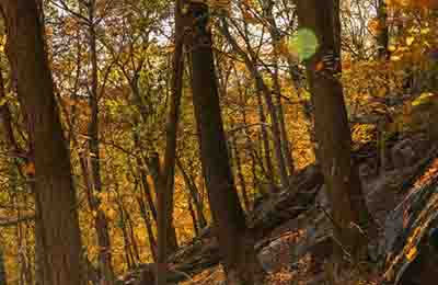 林業育苗技術管理的問題分析